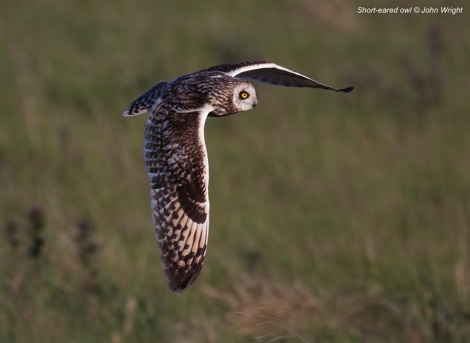 Short-eared owl